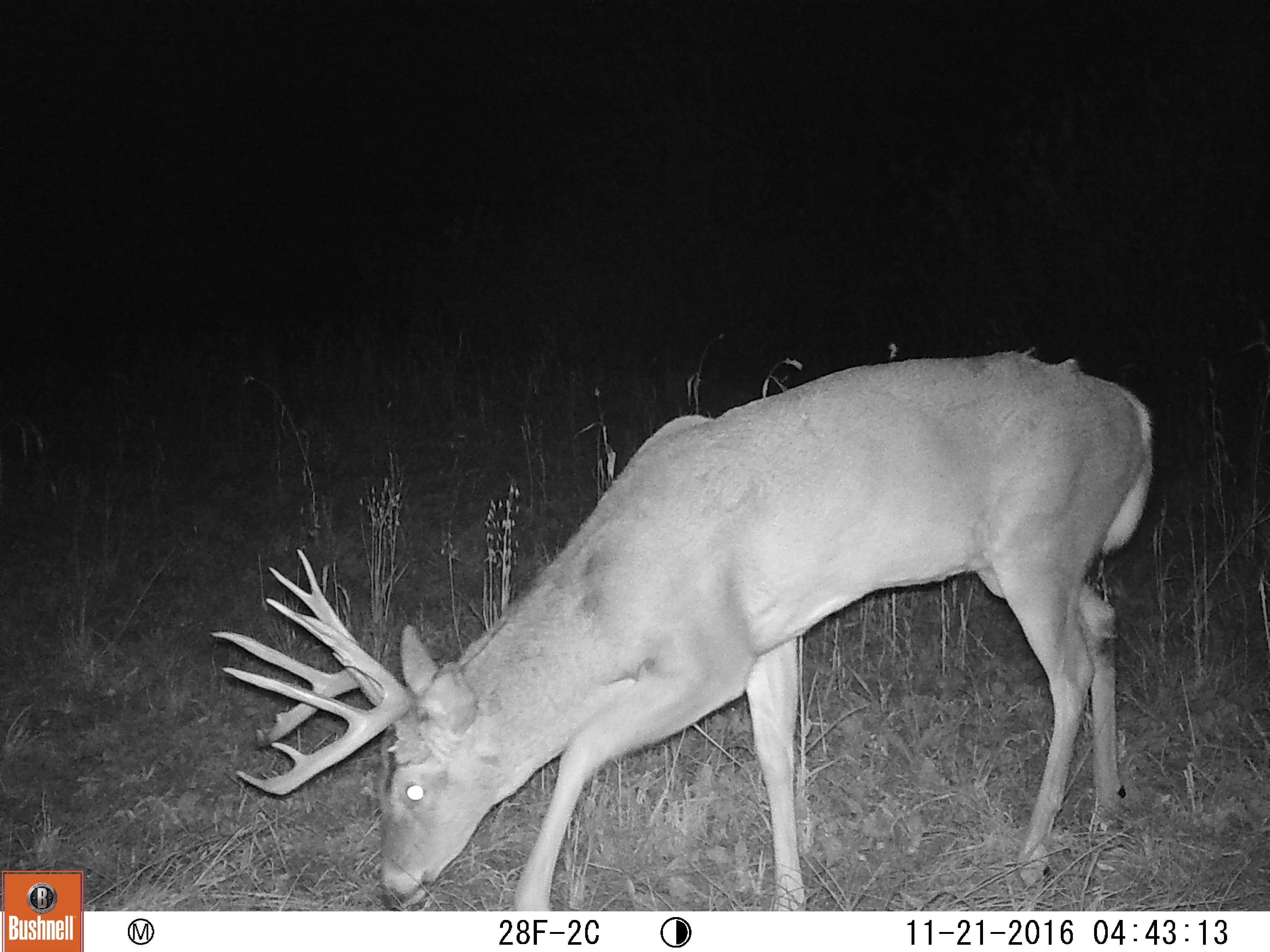 The Buck and the Truck that Woke Me Up