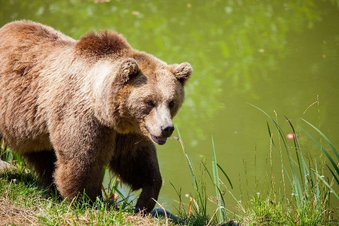 Bears and Campsites